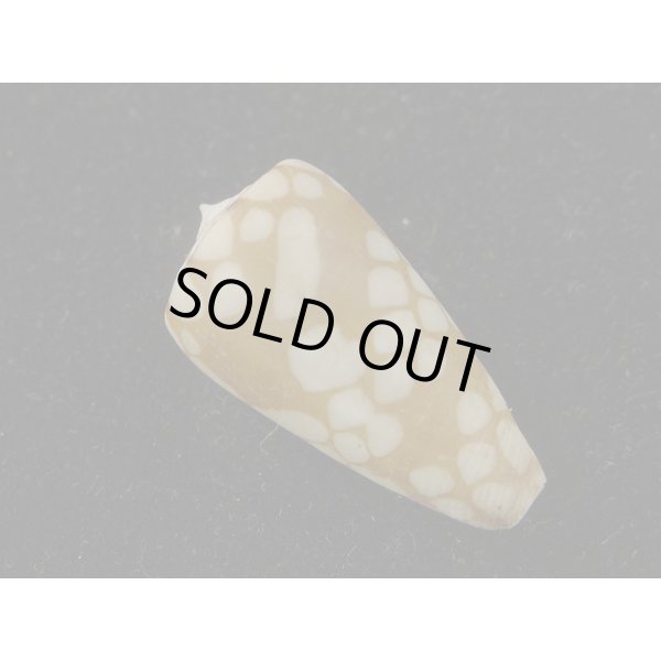 画像2: パラワンミコトイモ (2)