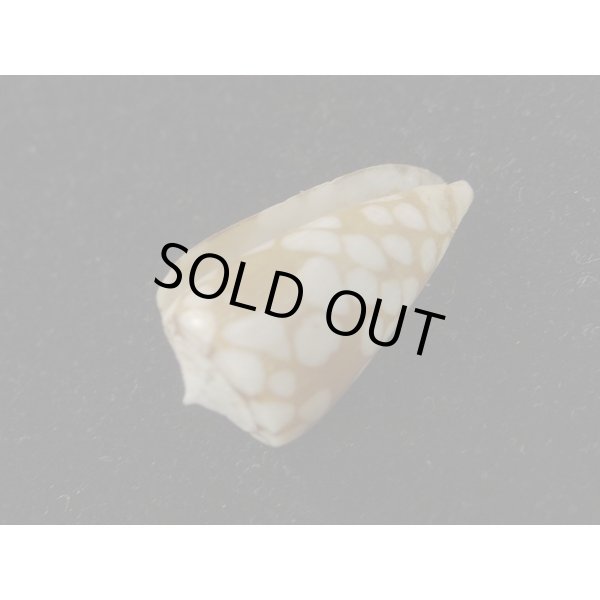 画像3: パラワンミコトイモ (3)