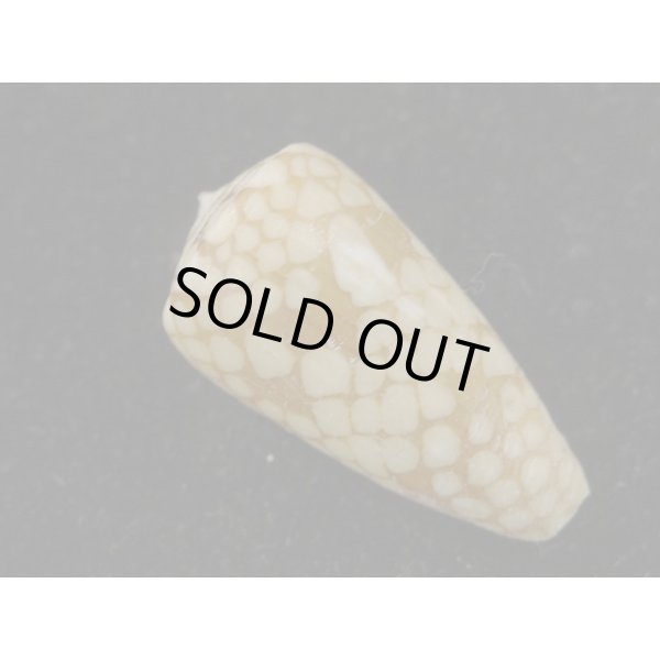 画像2: パラワンミコトイモ (2)