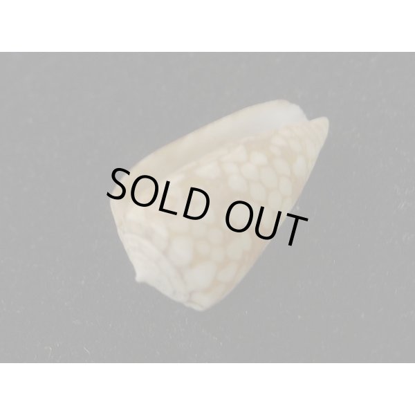 画像3: パラワンミコトイモ (3)