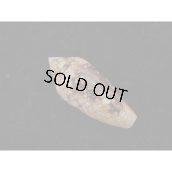 画像2: キンランイモ (2)