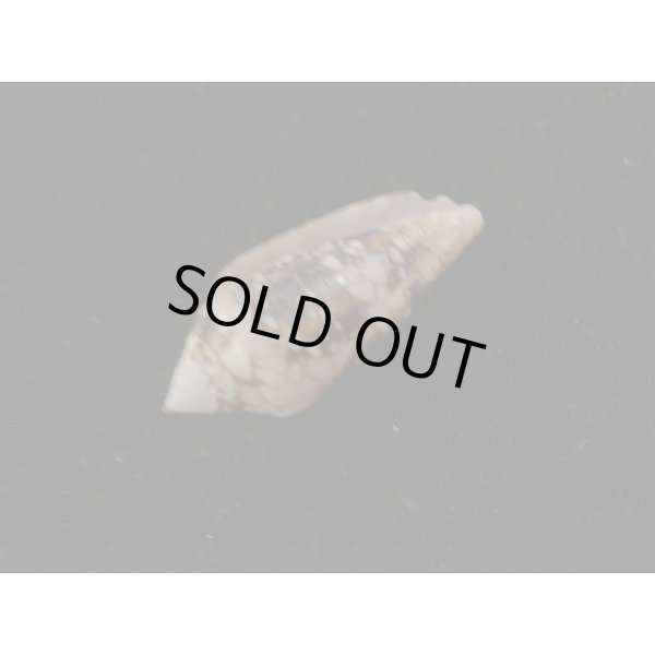 画像3: キンランイモ (3)