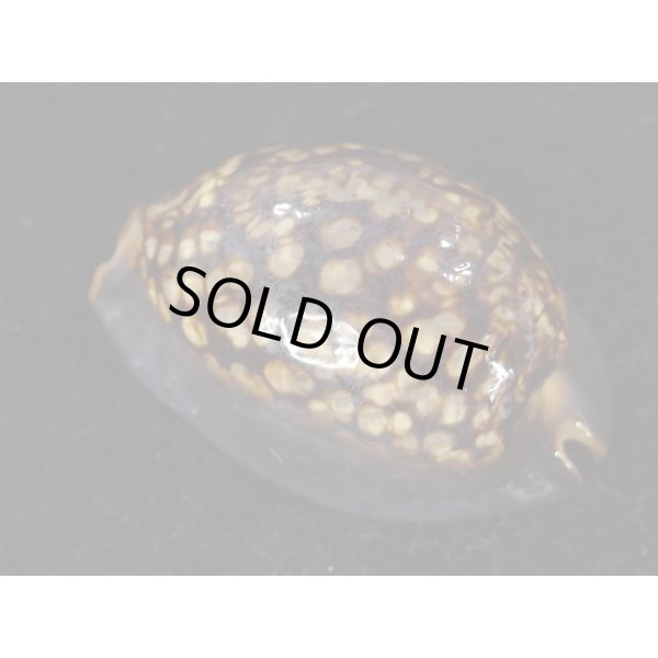 画像2: ハチジョウダカラ ドワフ (2)