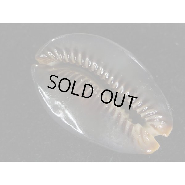 画像3: ハチジョウダカラ ドワフ (3)