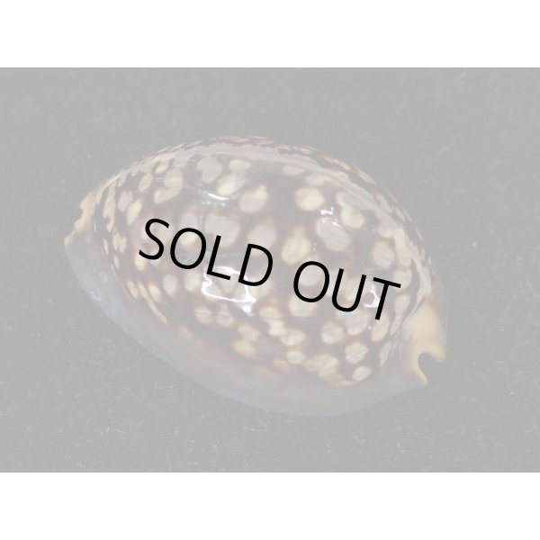 画像2: ハチジョウダカラ ドワフ (2)