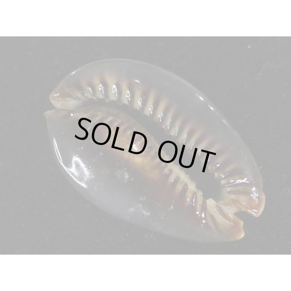 画像3: ハチジョウダカラ ドワフ (3)