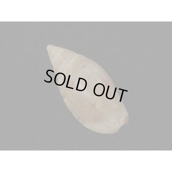 画像2: ポールジョンソン (2)