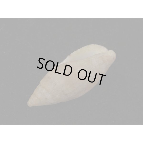 画像3: ポールジョンソン (3)