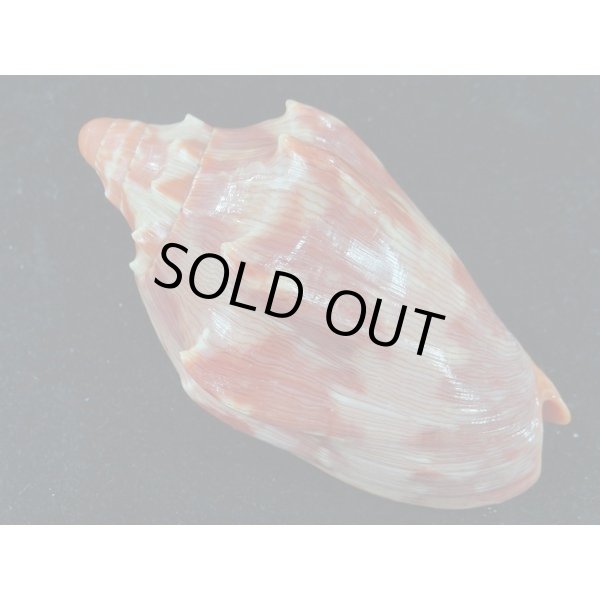 画像2: クレナイコオロギ 濃色 (2)