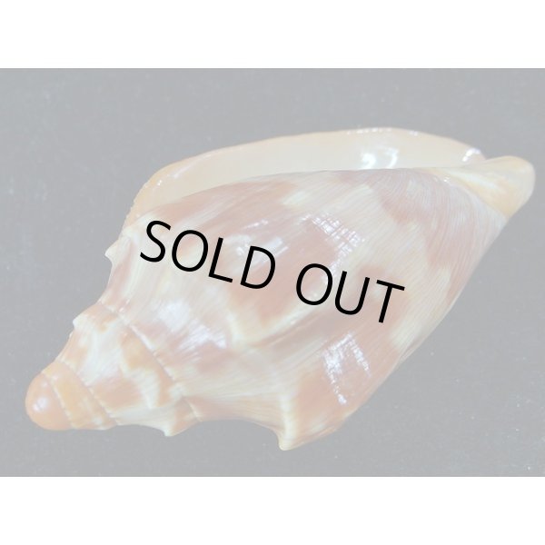 画像3: クレナイコオロギ 濃色 (3)