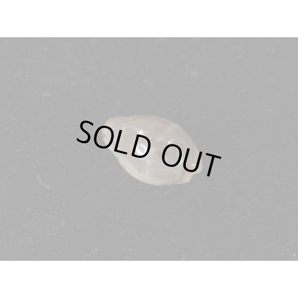 画像2: アンドロダカラ (2)