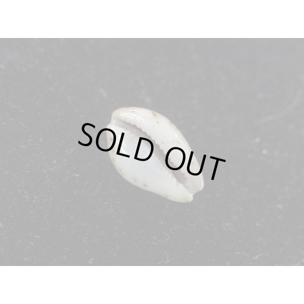 画像3: アンドロダカラ (3)