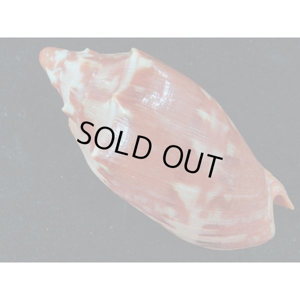 画像2: クレナイコオロギ 濃色 (2)