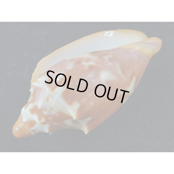 画像3: クレナイコオロギ 濃色 (3)