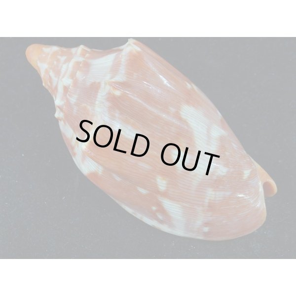 画像2: クレナイコオロギ 濃色 (2)