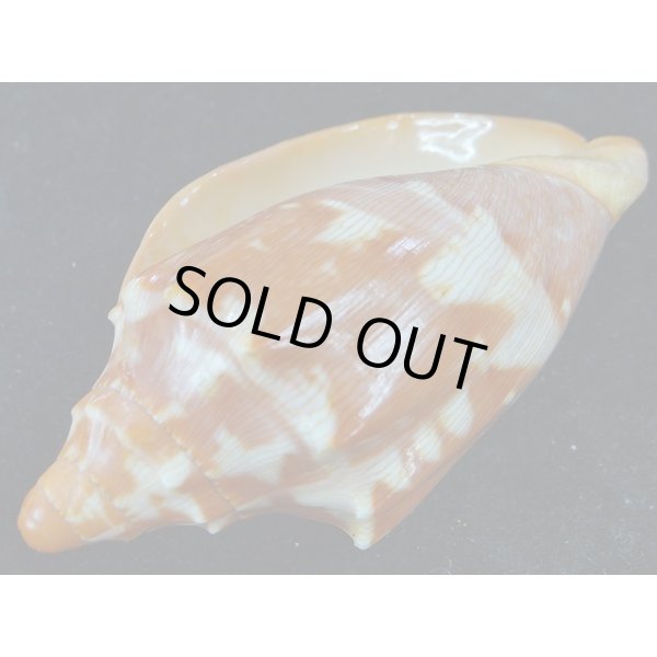 画像3: クレナイコオロギ 濃色 (3)