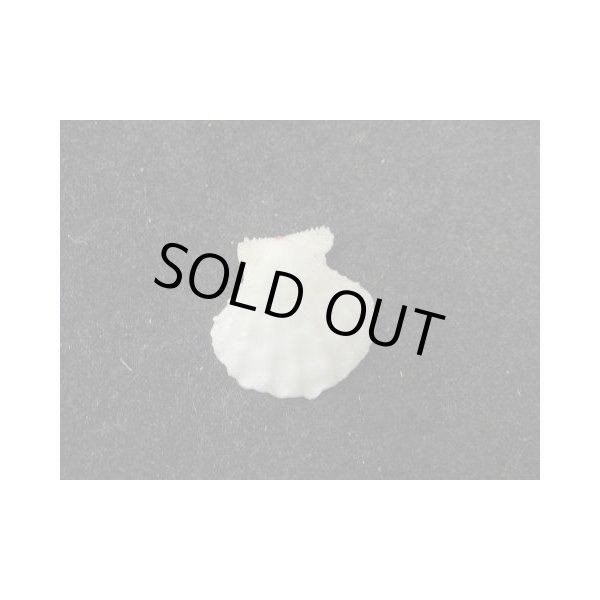 画像2: ウロコタエニシキ? 白系 (2)