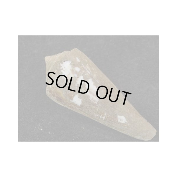 画像2: アコメガイ (2)