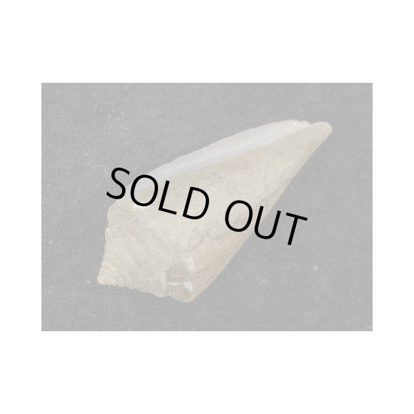 画像3: アコメガイ (3)