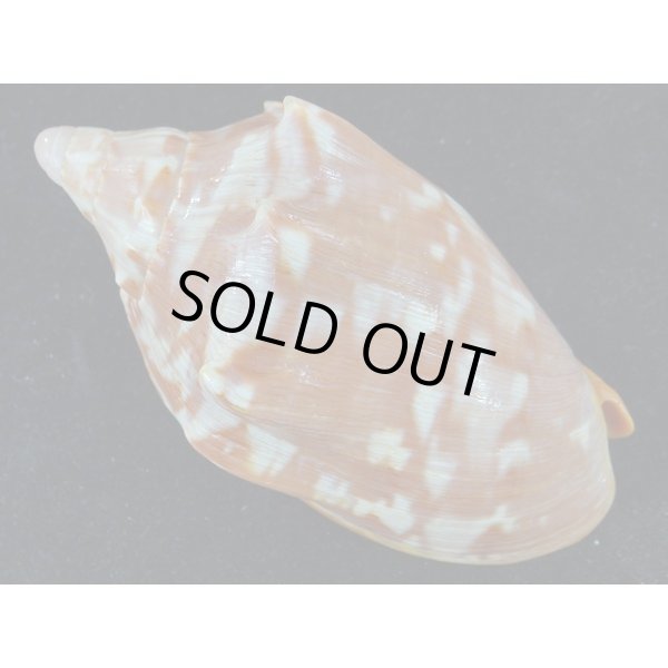 画像2: クレナイコオロギ 濃色 (2)