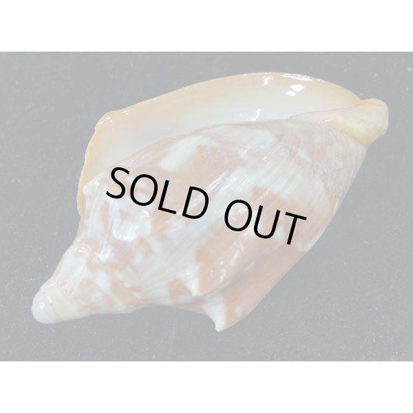 画像3: クレナイコオロギ 濃色 (3)