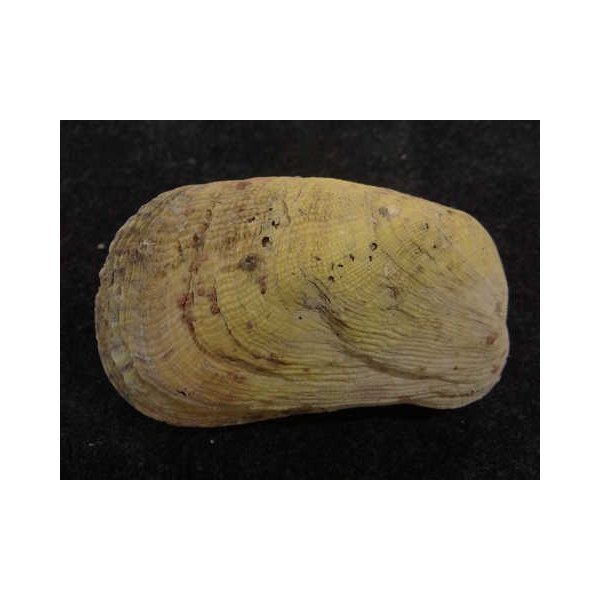 画像2: カザリフナガタ 大 橙 (2)