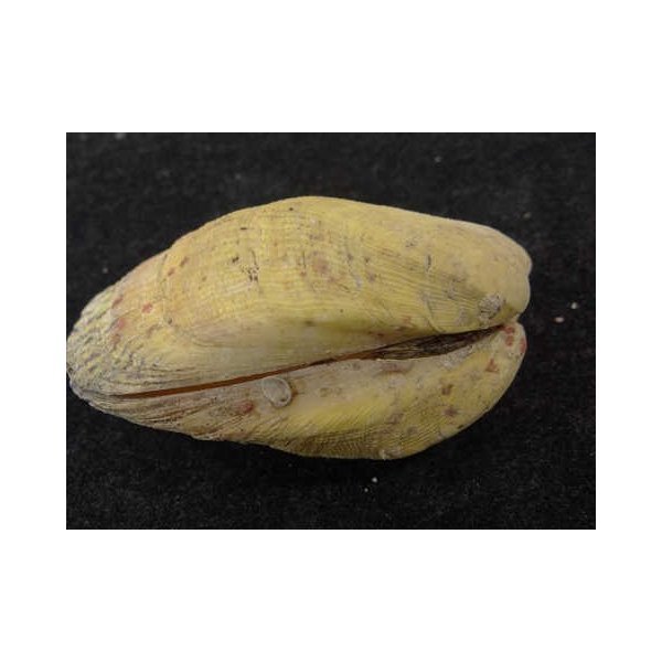 画像3: カザリフナガタ 大 橙 (3)