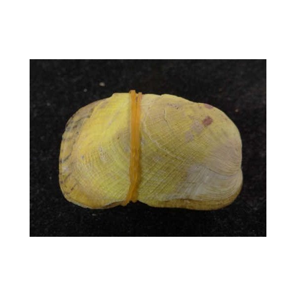 画像2: カザリフナガタ 黄 (2)