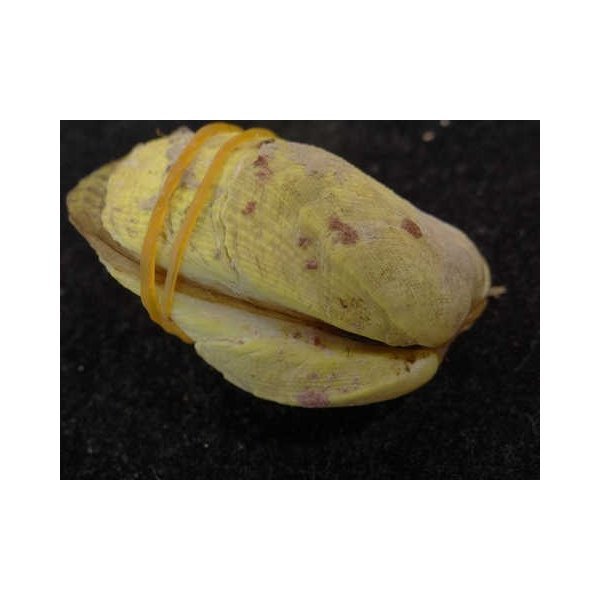 画像3: カザリフナガタ 黄 (3)