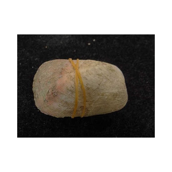 画像2: カザリフナガタ 小 紅 (2)