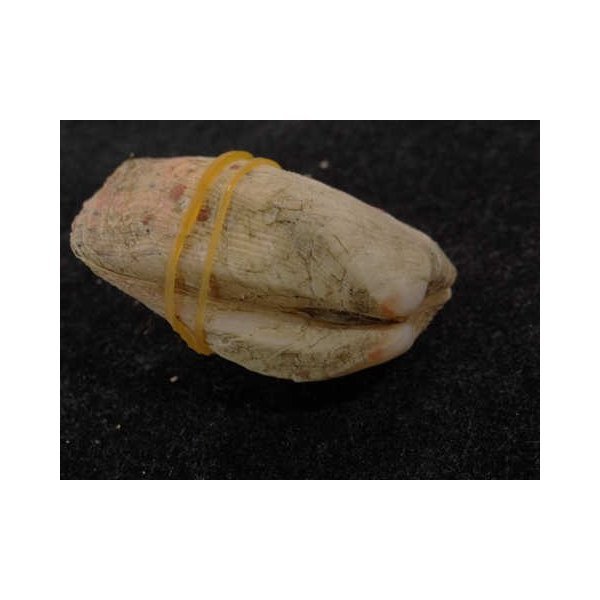 画像3: カザリフナガタ 小 紅 (3)