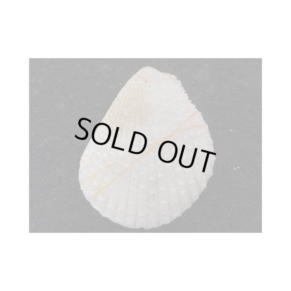 画像2: オオミノガイ (2)