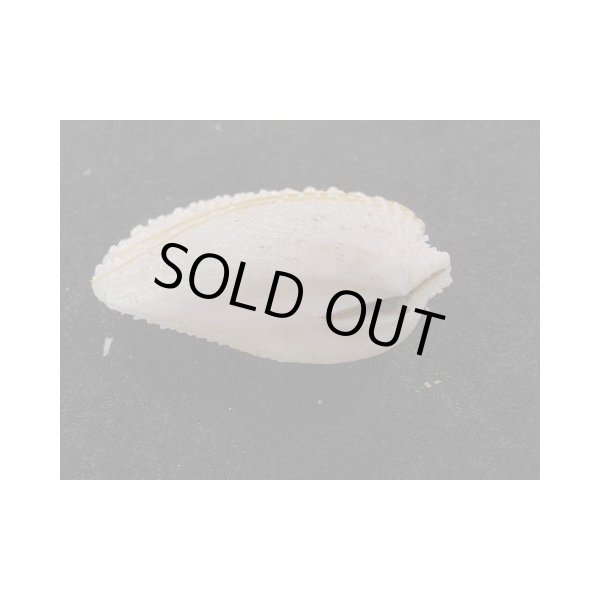 画像3: オオミノガイ (3)