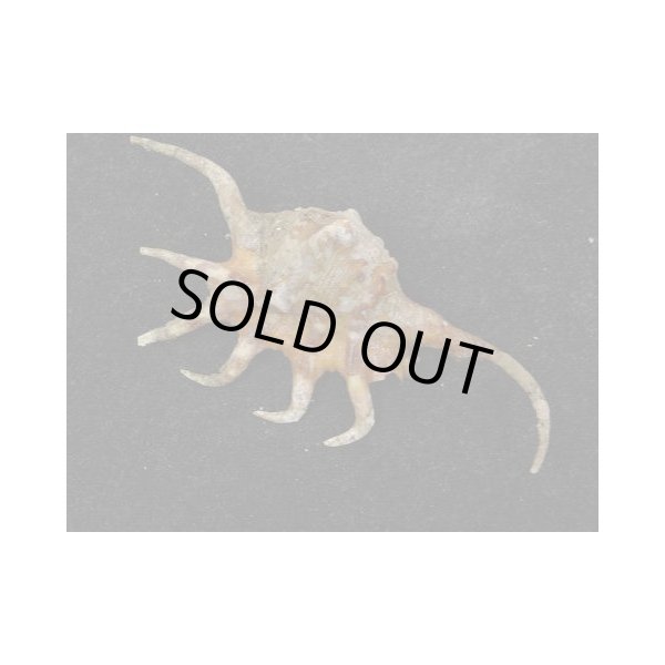 画像2: サソリガイ (2)