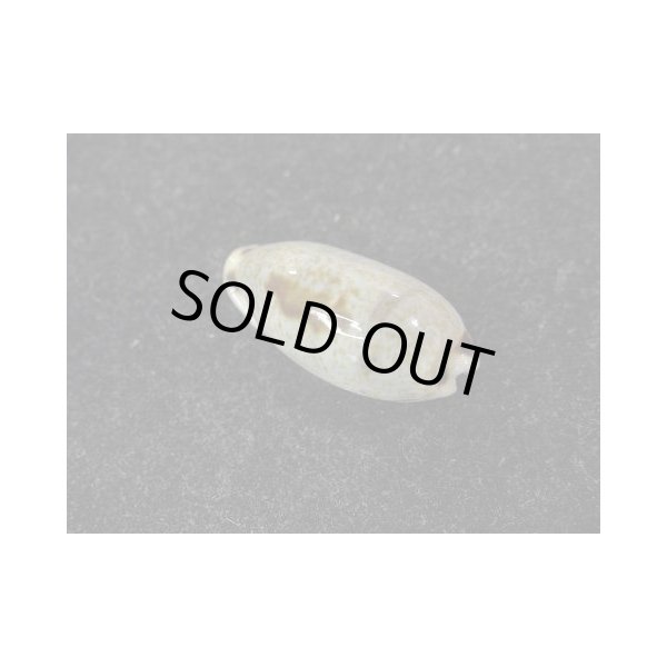 画像2: ナガヒロクチダカラ (2)