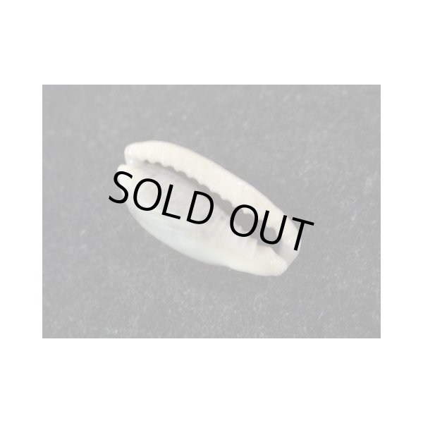 画像3: ナガヒロクチダカラ (3)