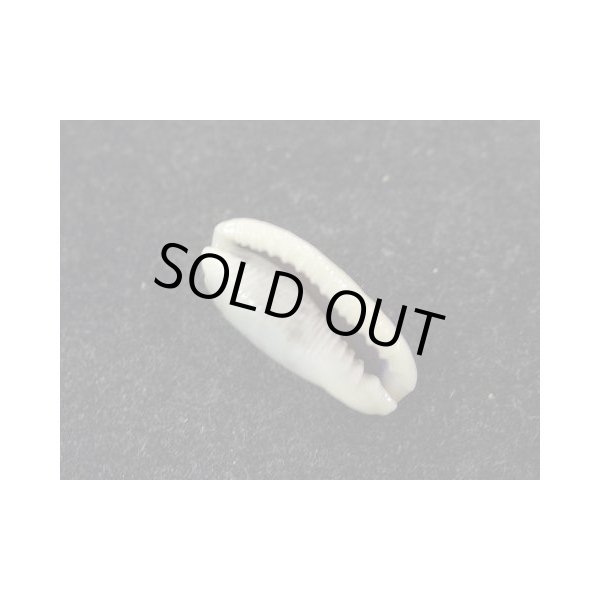 画像3: ナガヒロクチダカラ (3)