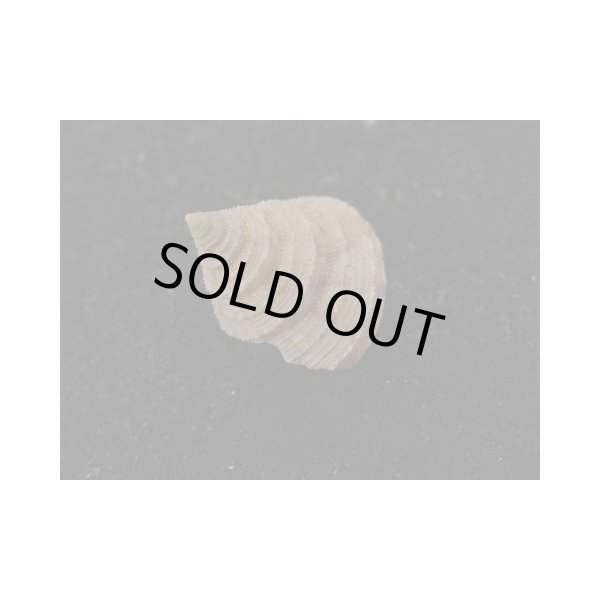 画像2: ヘソアキトゲエビス (2)