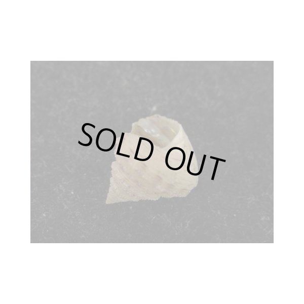 画像3: ヘソアキトゲエビス (3)