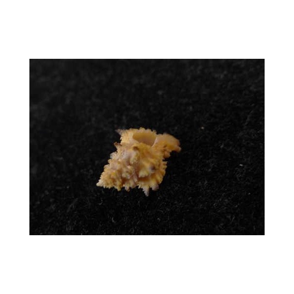 画像3: アラレツブリ? (3)