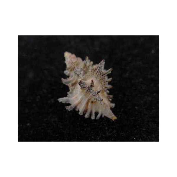 画像2: アラレツブリ? (2)