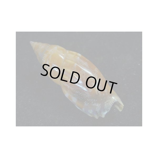 画像2: ミツユビソデ 特濃色 大 (2)