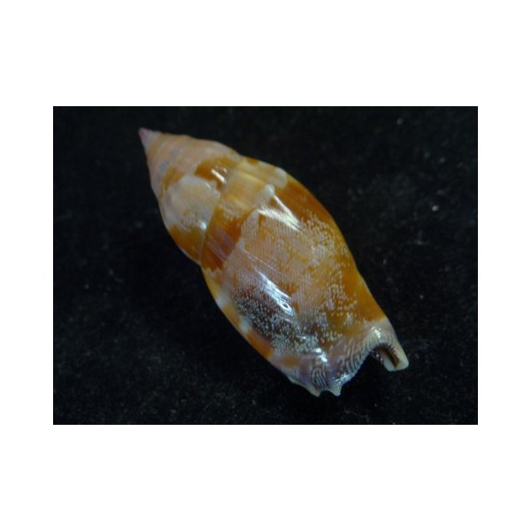 画像2: ミツユビソデ 濃色 色斑型 太型 (2)