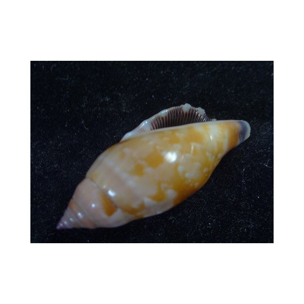 画像3: ミツユビソデ 濃色 色斑型 太型 (3)