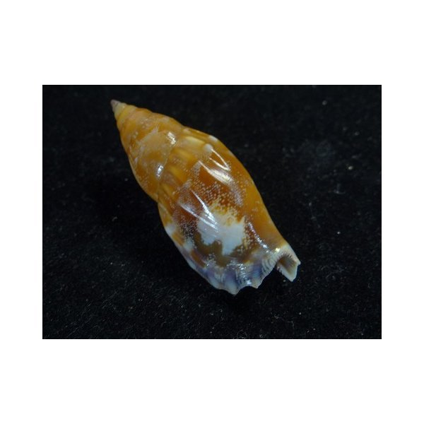 画像2: ミツユビソデ 特殊斑 (2)