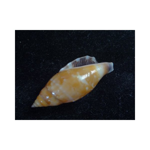 画像3: ミツユビソデ 特殊斑 (3)