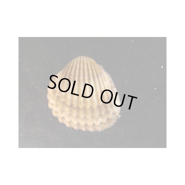 画像2: イボザル (2)