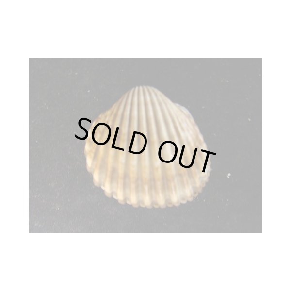 画像2: イボザル　幅広型 (2)