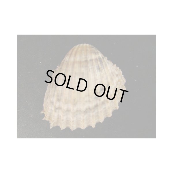 画像2: イガザル (2)