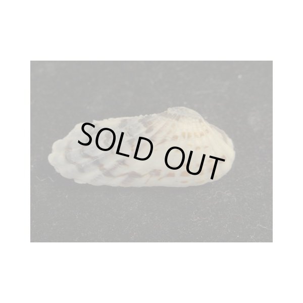 画像2: フナガタトマヤ 黒 (2)